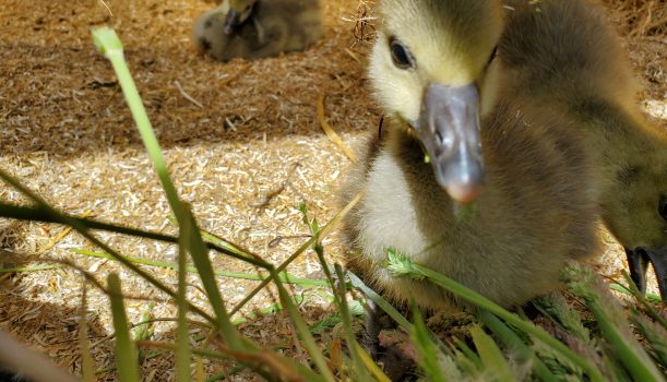 Permaculture gosling feed (2)