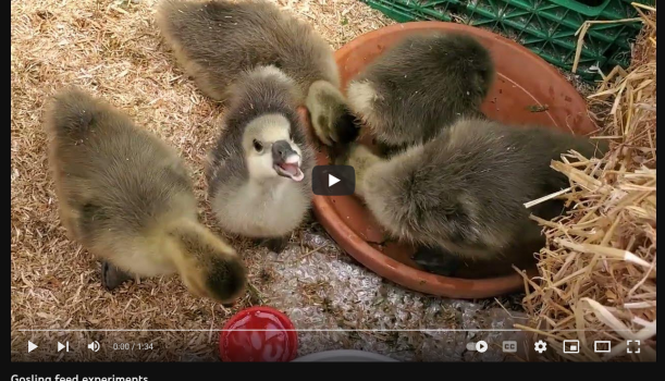 Permaculture gosling feed (1)