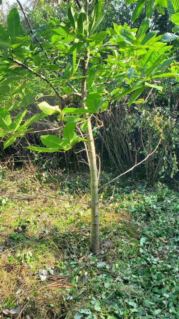 Liberated chestnut tree