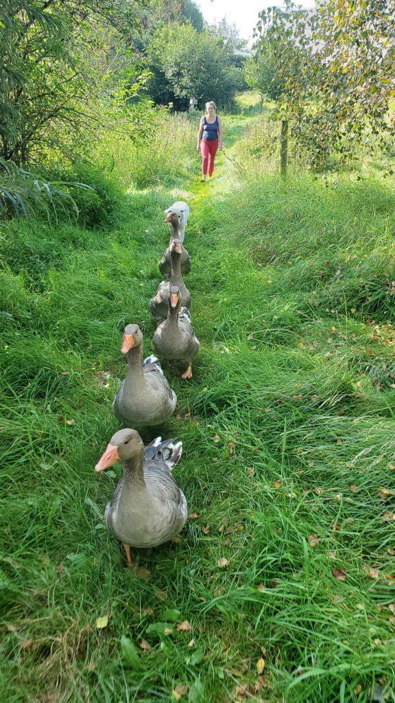 Going for walks with the geese